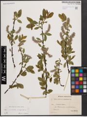 Foto von Salix cinerea L. x Salix nigricans Sm.